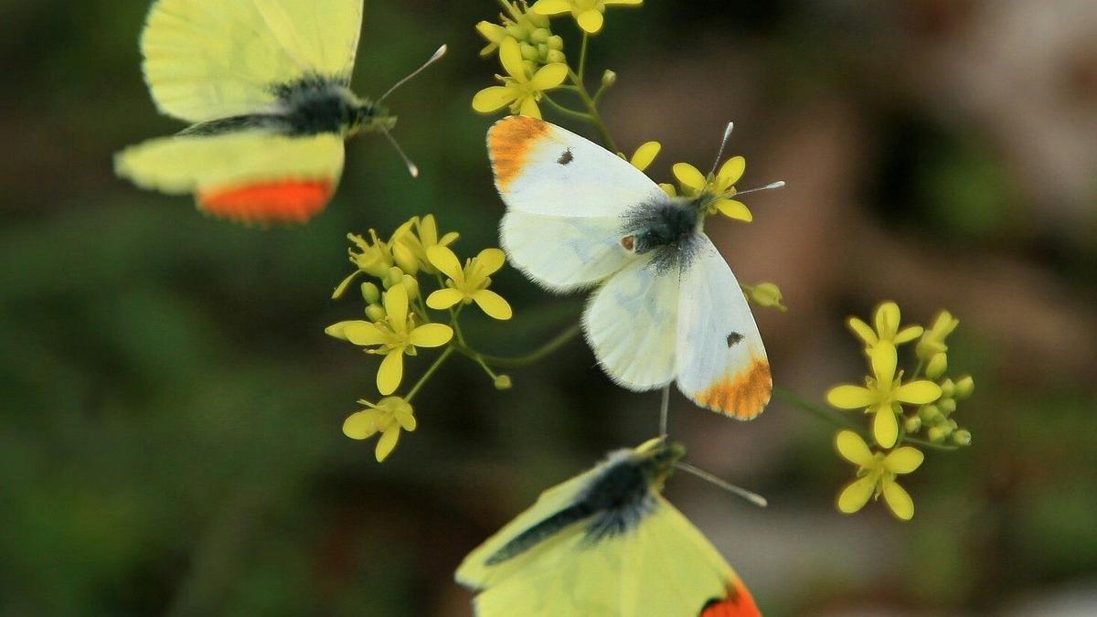 Ejemplares de anthocharis euphenoides, especie de mariposa hallada en parques urbanos de Barcelona