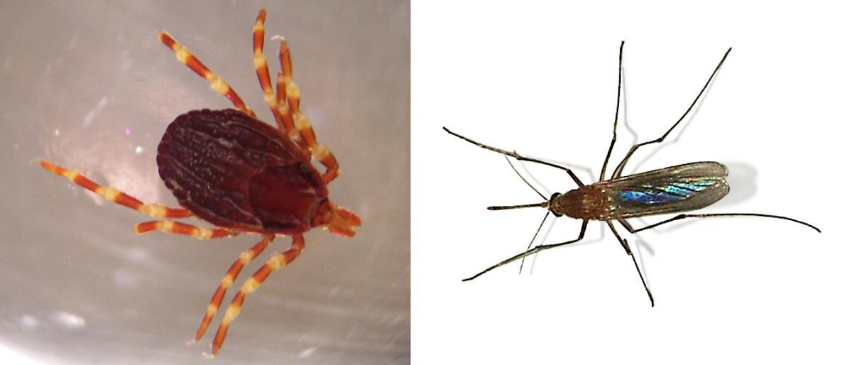 Garrapata de la especie Hyalomma marginatum (iz.) y mosquito Culex pipiens transmisor de la fiebre del Nilo (dcha.).