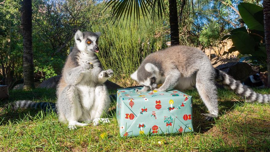Esta entrega de regalos de los Reyes Magos ha permitido al equipo de zoología de Bioparc Fuengirola realizar un enriquecimiento ambiental con el que garantizar el bienestar de los animales.