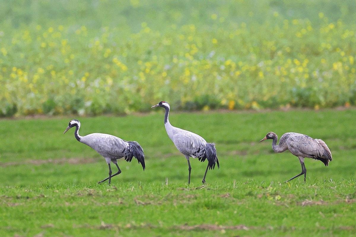 Tres ejemplares de grulla común.