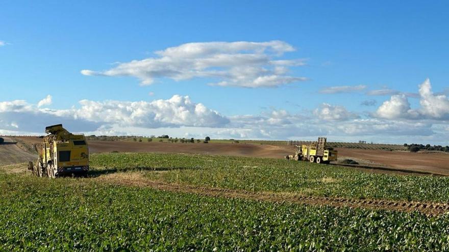 Agricultores proceden a la recolección de la remolacha. | Cedida