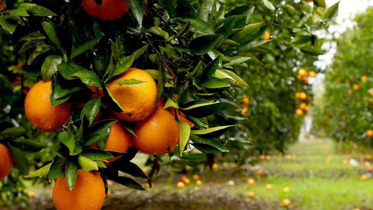 Naranjas.