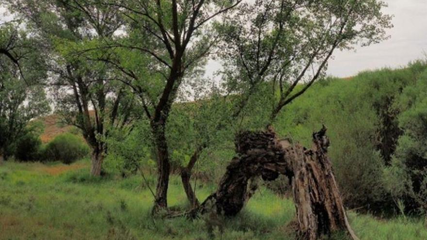 La DGA declara dos nuevas arboledas singulares en Teruel y Zaragoza