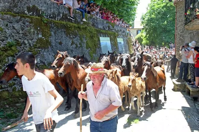 Así fue el primer curro de la Rapa das Bestas de Sabucedo