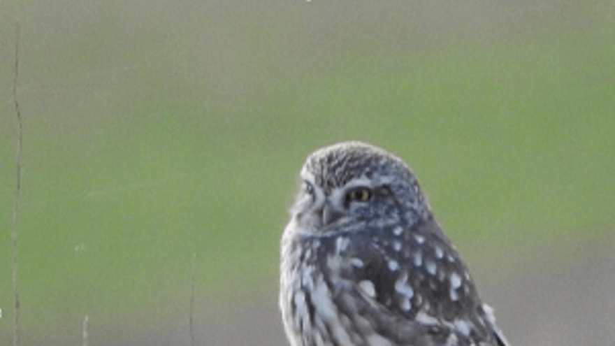 Observación de aves