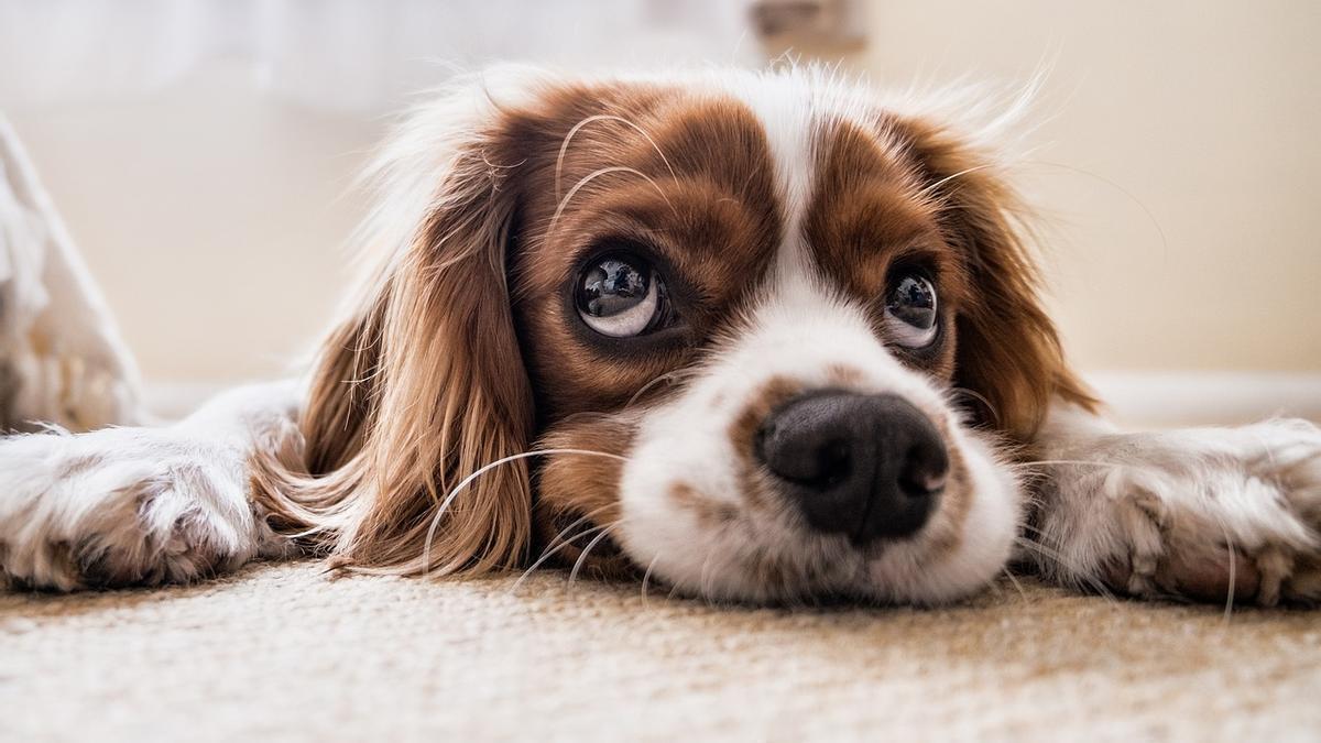 ¿Por qué los perros dan vueltas antes de dormir?