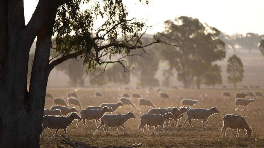 Nueva Zelanda impondrá a los agricultores pagar una tasa por la emisión de los eructos de ovejas y vacas