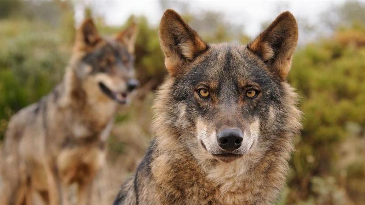 Lobos ibéricos.