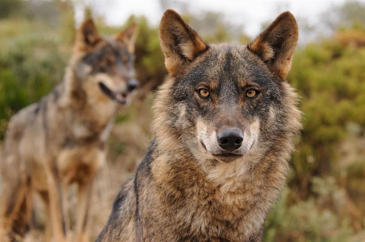 El lobo sigue estando en el centro de la polémica