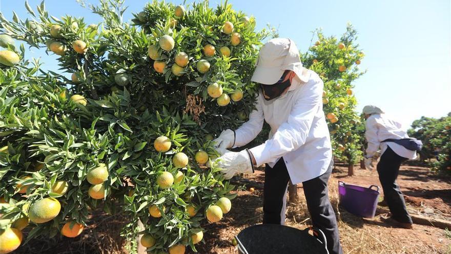 Las exportaciones de cítricos de Castellón crecen un 16%