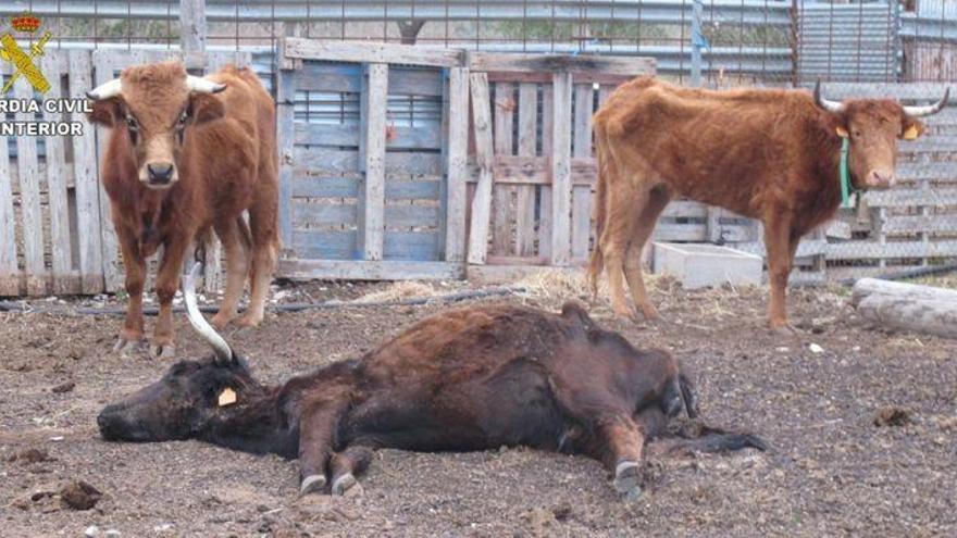 Una ganadería de Cervera del Maestre, investigada por maltrato de reses bravas