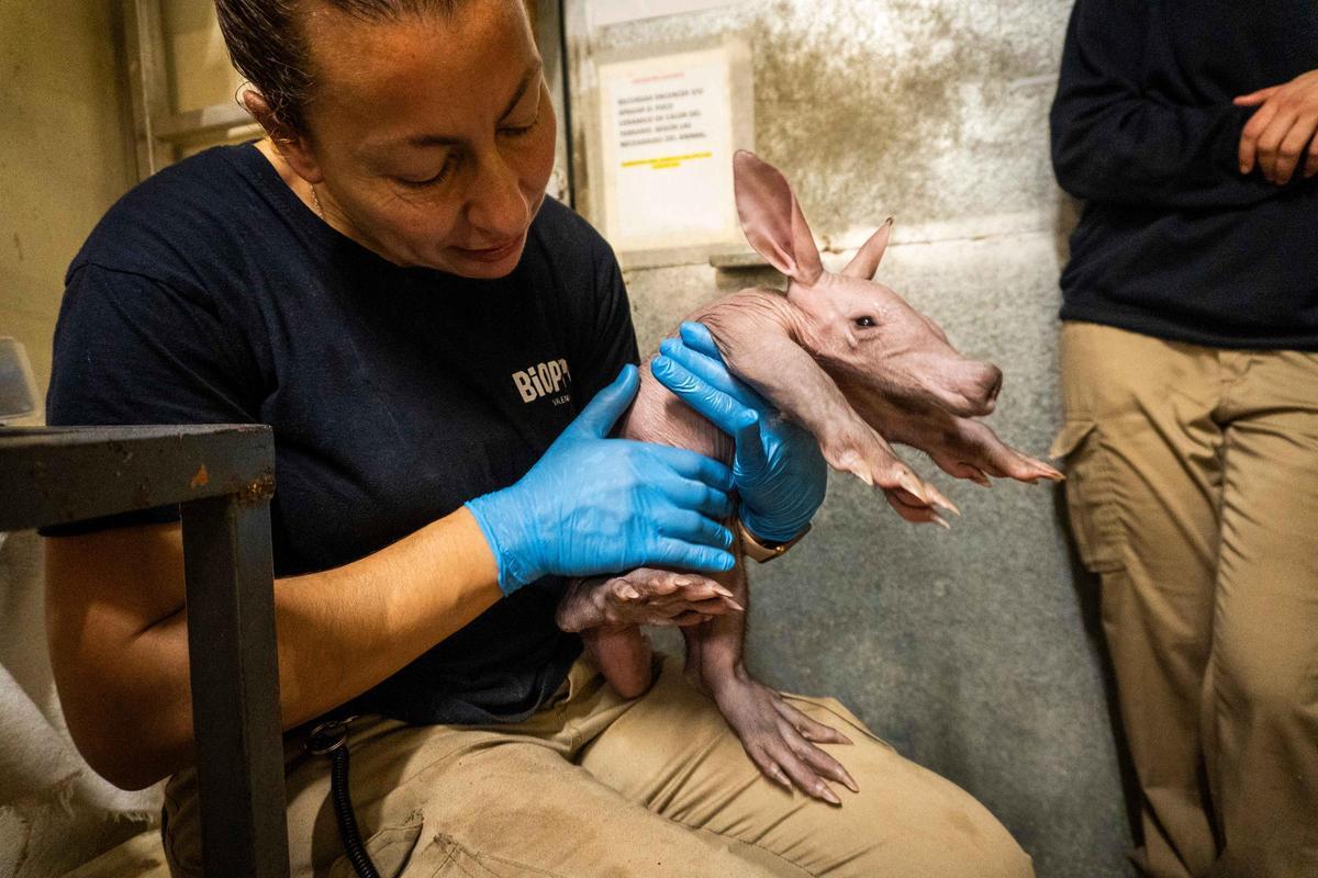 Revisión cría oricteropo por parte del equipo de biología de Bioparc.