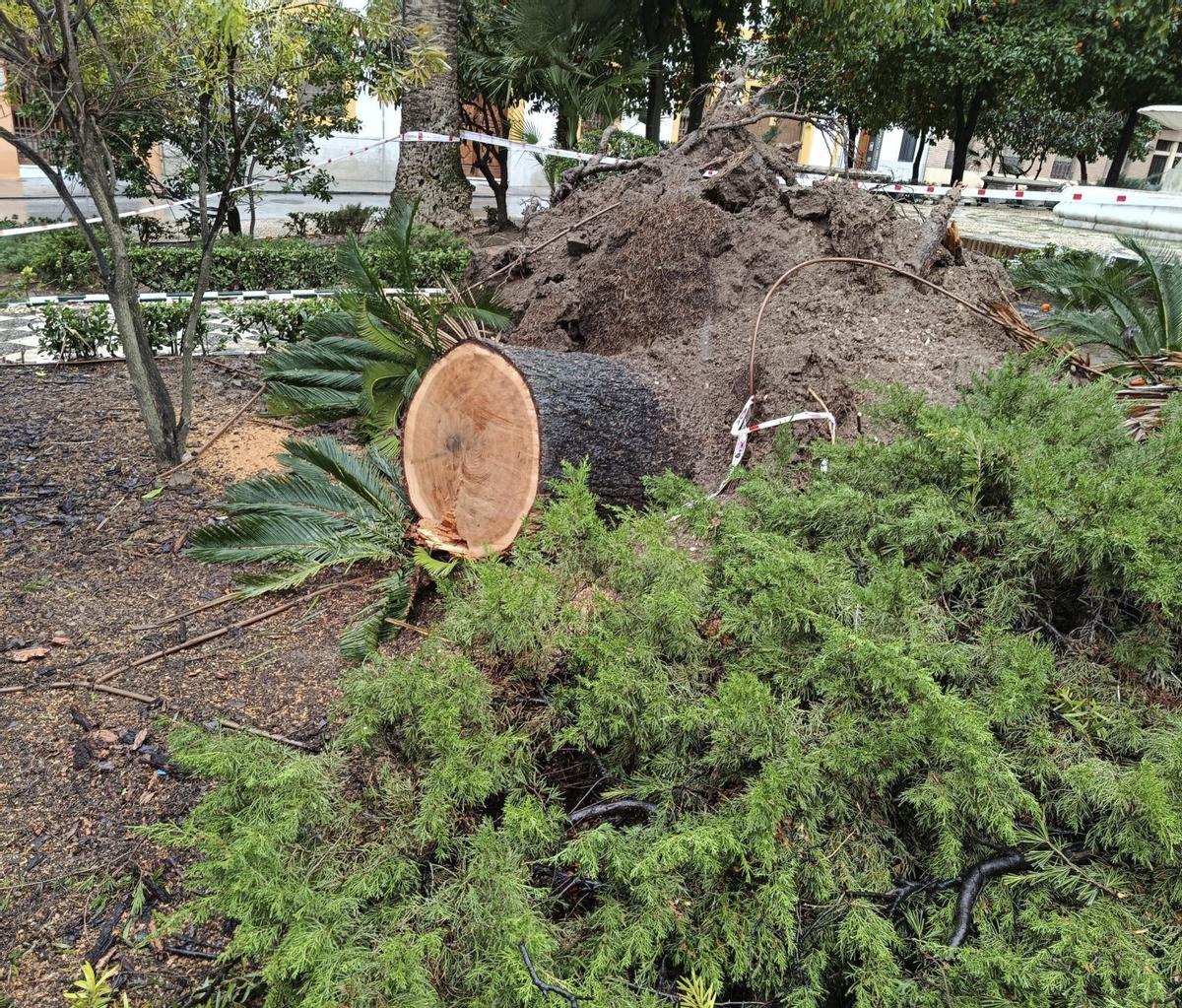 Un cedro del Himalaya talado tras la acción del viento en Córdoba.