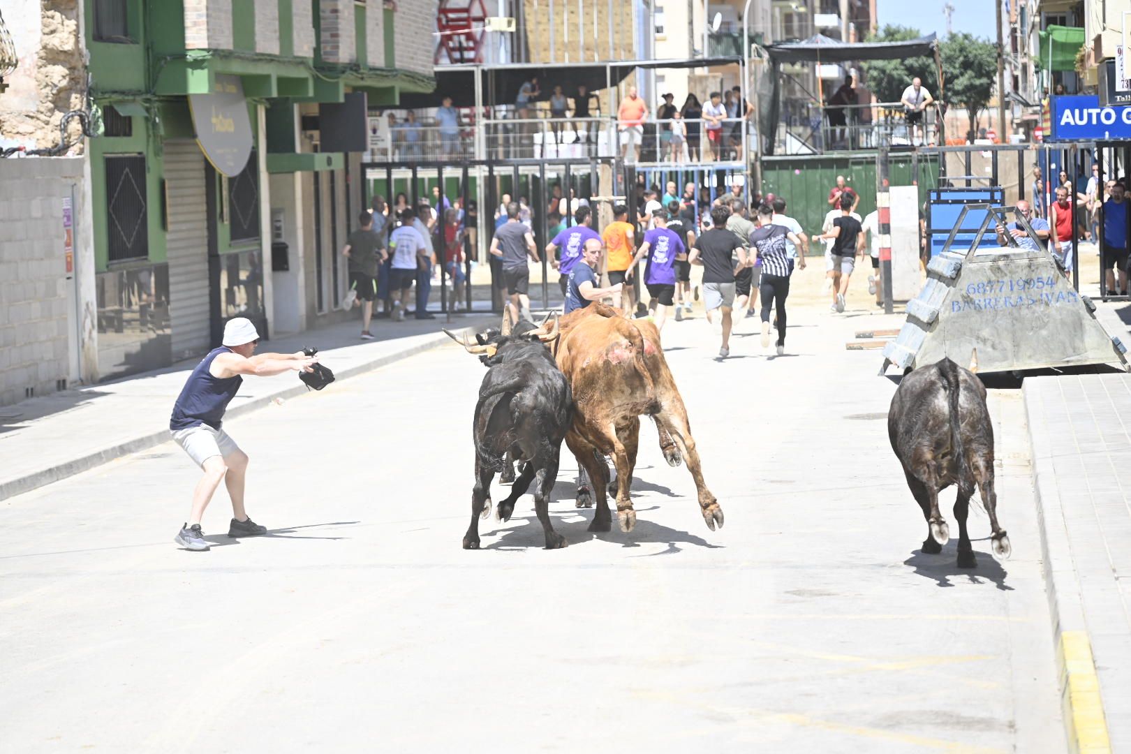 El ‘bou’ toma protagonismo mañana, tarde y noche en el Grau en fiestas