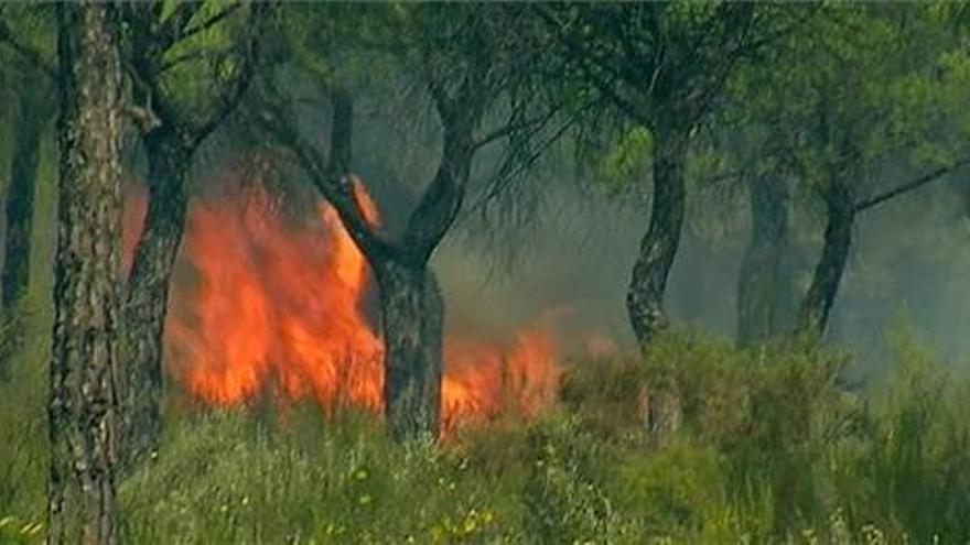 Incendio en una zona forestal entre Cirat y Torrechiva