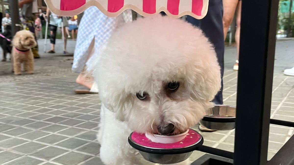 Un cliente relame un helado en el comedero de Il Gelato dell’ Amore.