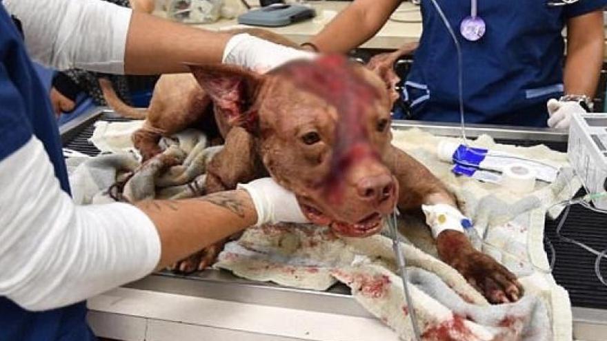 Ollie es atendido por los veterinarios tras ser encontrado dentro de una maleta | Metro