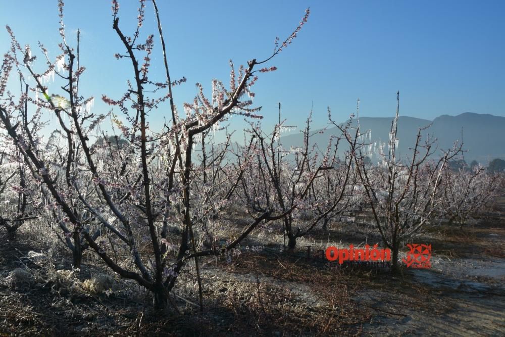 Helada en Cieza 9 de febrero de 2018