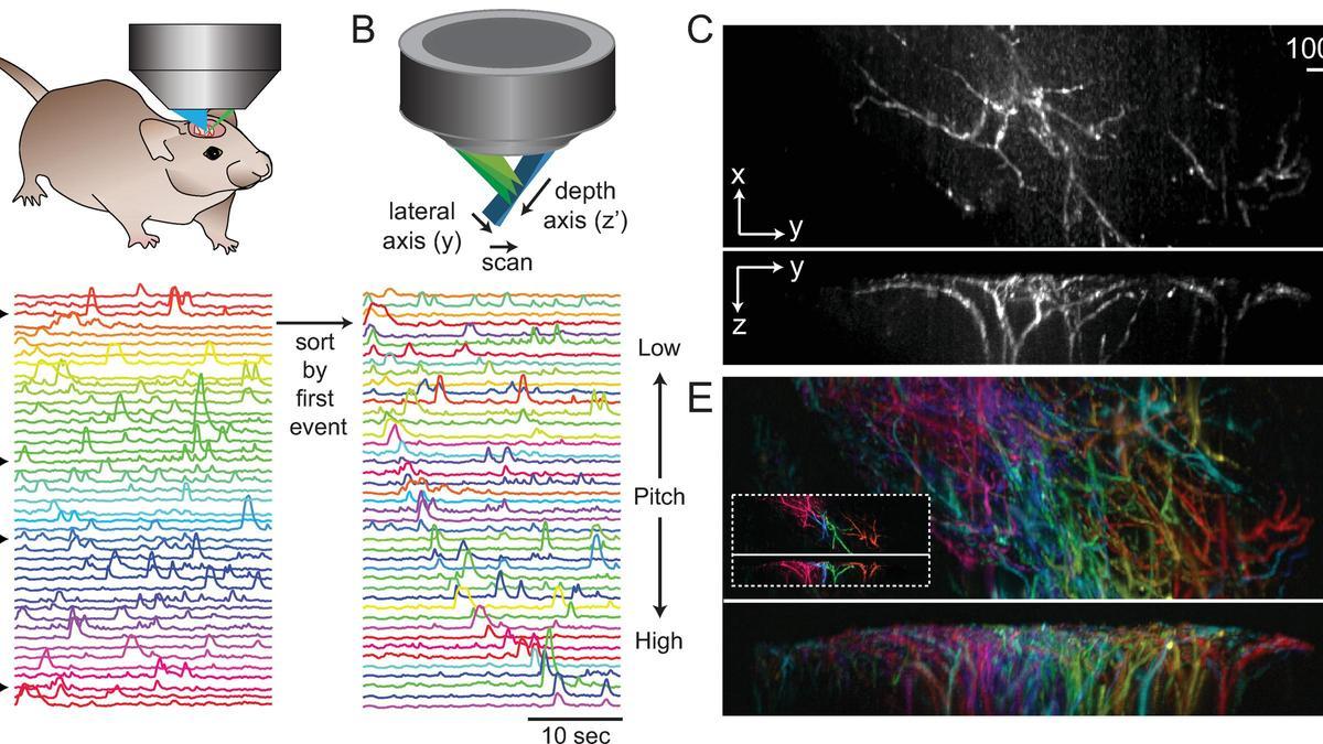 Audiovisualización de un conjunto de datos de microscopía SCAPE 4D.