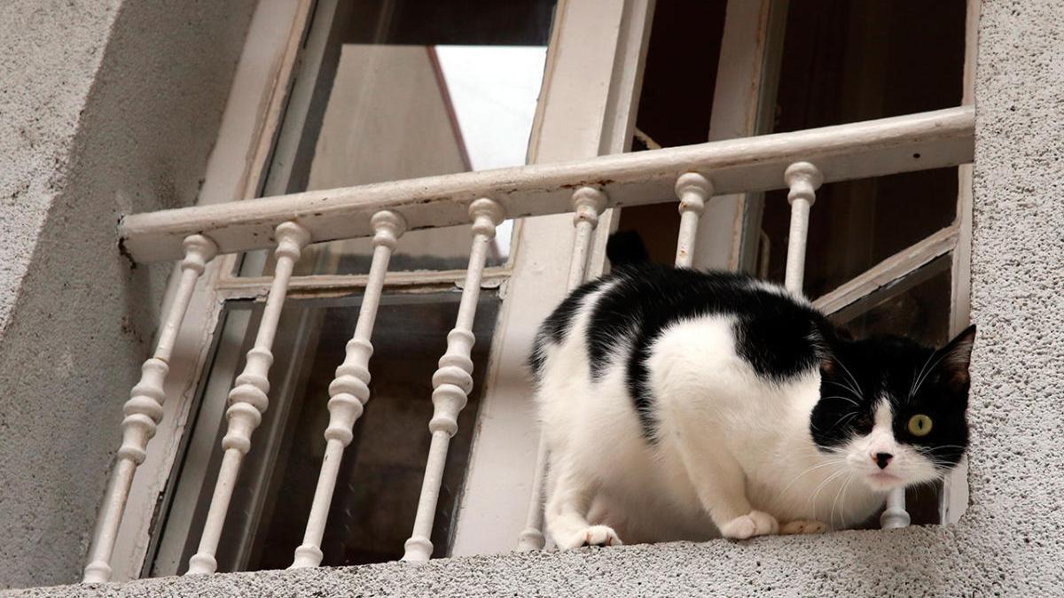 Un gato en el alféizar de una ventana en el confinamiento