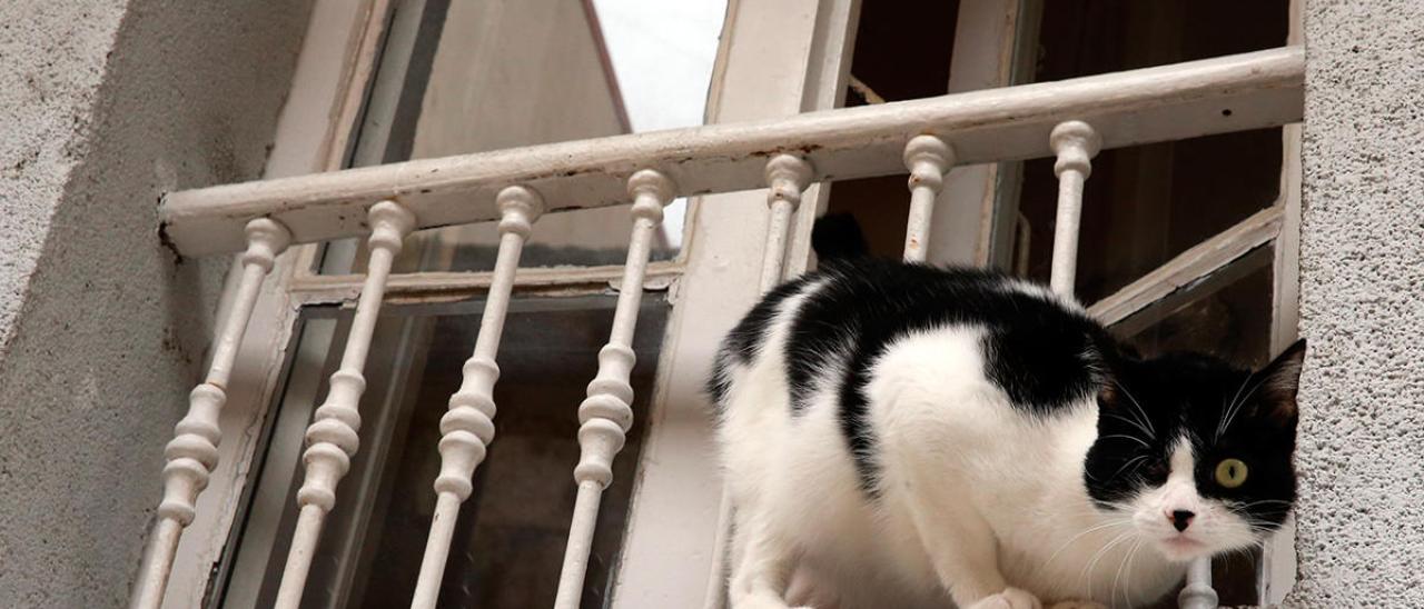 Un gato en el alféizar de una ventana en el confinamiento