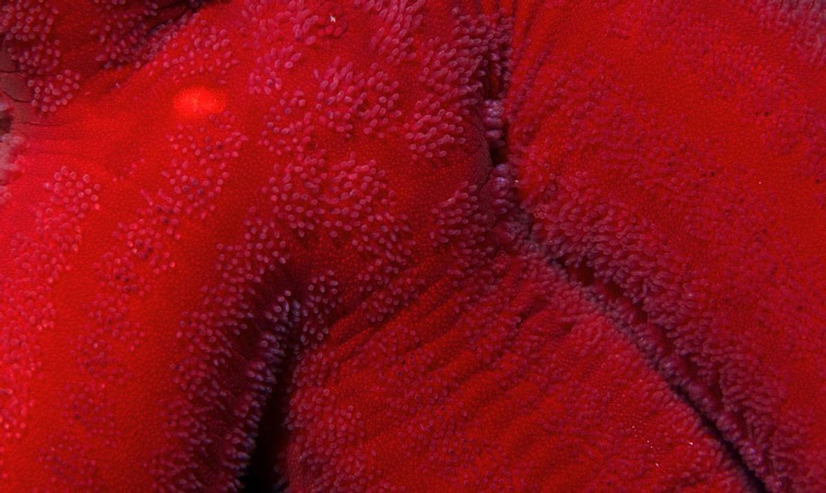 El mapa de la estrella de mar