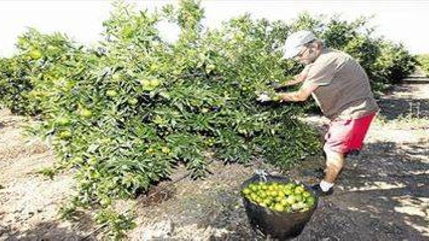 La sequía provoca que el doble de naranja no alcance valor comercial en la provincia