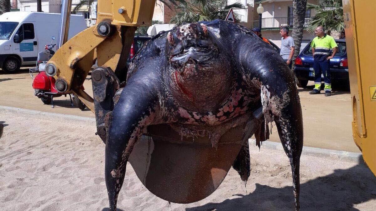 Retirada con una grúa de la tortuga muerta localizada en Calella.