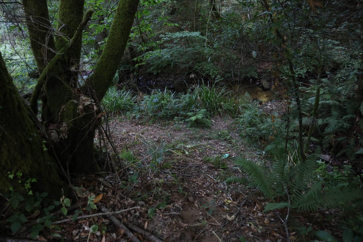 Zona boscosa de Redondela, en la parroquia de Negros, donde apareció el cuerpo de María Pereira este domingo
