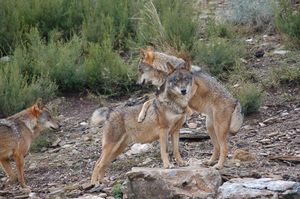 Lobos ibéricos.
