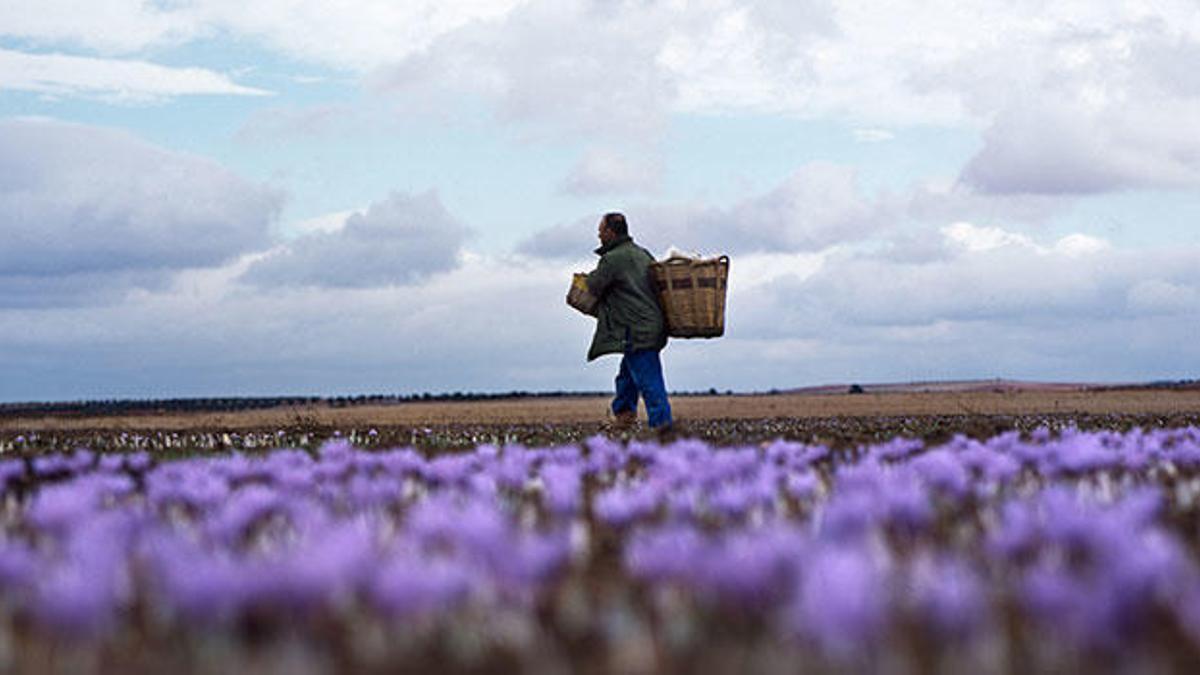 Uno de los cultivos de azafrán con la característica flor violeta