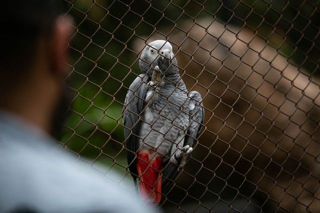 El Loro Parque reabre sus puertas al público después de 13 meses y medio de cierre por el Covid-19