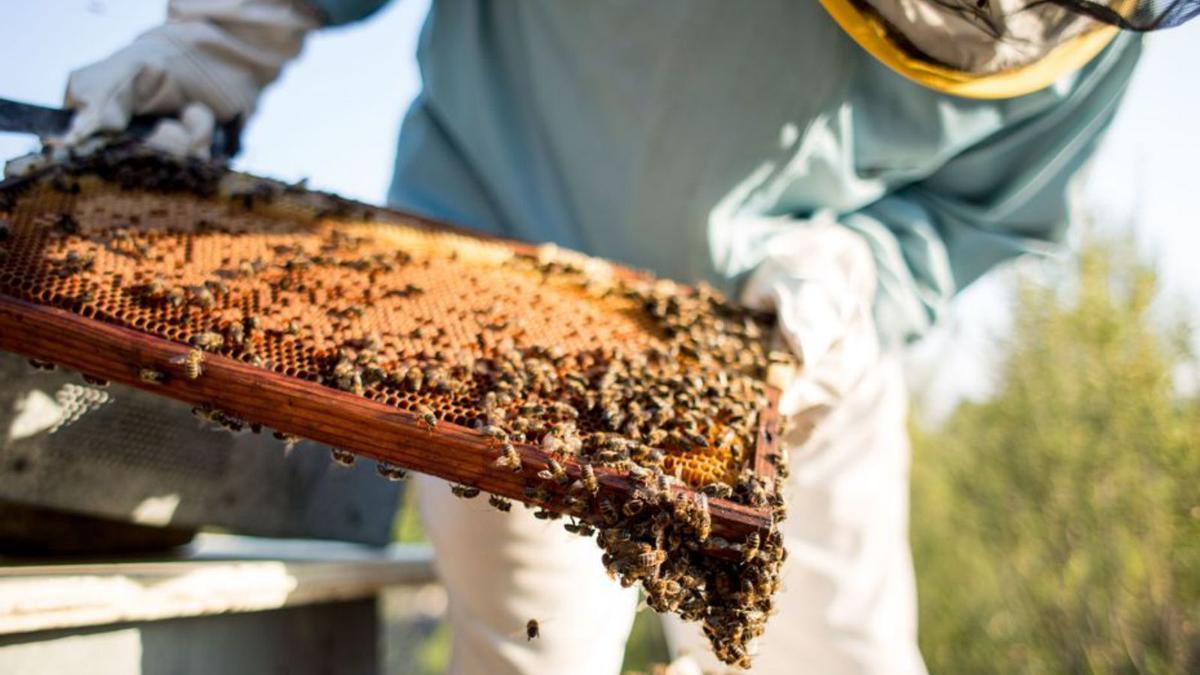 La miel, otro de los productos arraigados a la cultura local. | TONI ESCOBAR