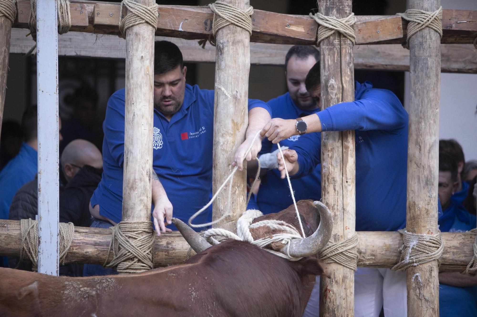 Bou en corda de  la Purísima de Ontinyent