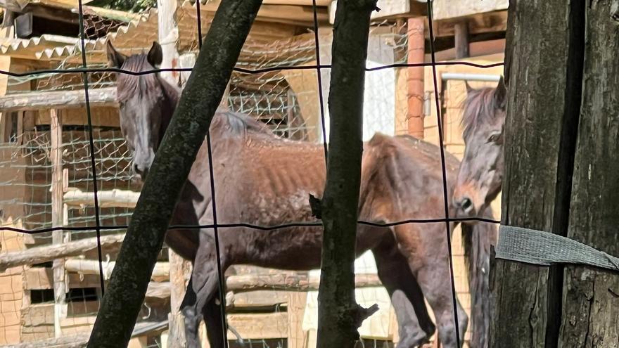 Inspeccionen una finca de Cervià de Ter per tenir cavalls desnodrits