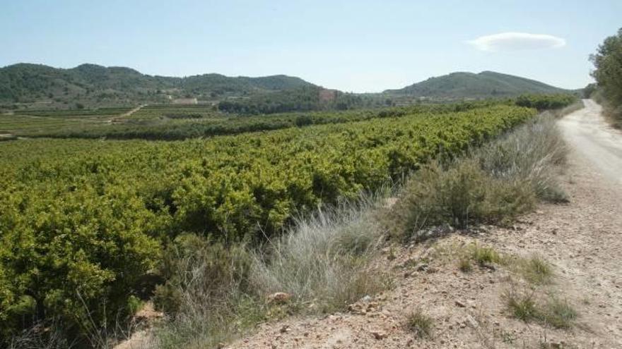 Campos de naranjos en Porxinos, en Riba-roja de Túria.