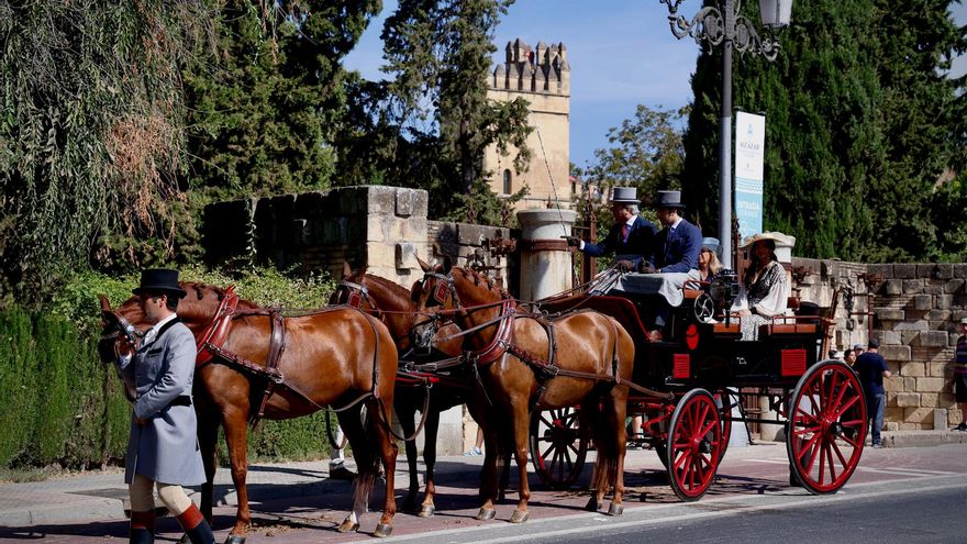El caballo luce en Córdoba en el Concurso de Atalaje