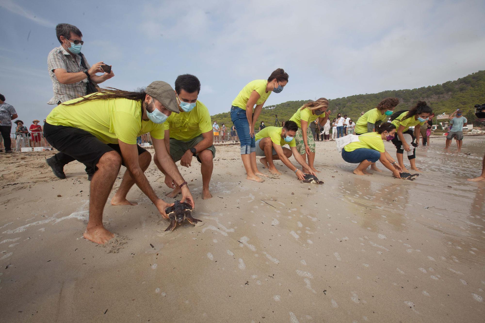 Ponen en libertad a las primeras tortugas nacidas en una playa de Ibiza