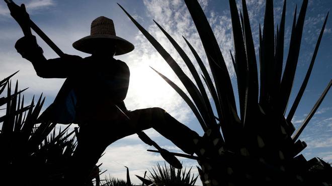 La ciudad de Tequila celebra en 2024 50 años de la Denominación de Origen del Tequila.