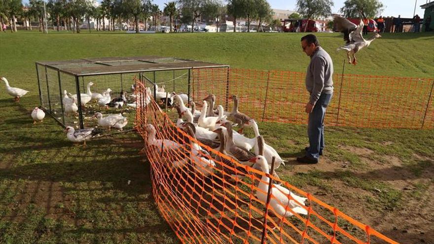 La Junta no asume el control de la población de gansos de Badajoz