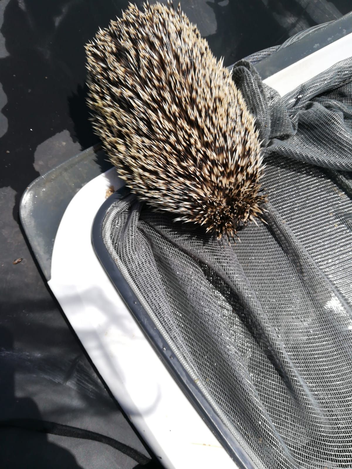 Salvan la vida a un erizo canario en San Lorenzo