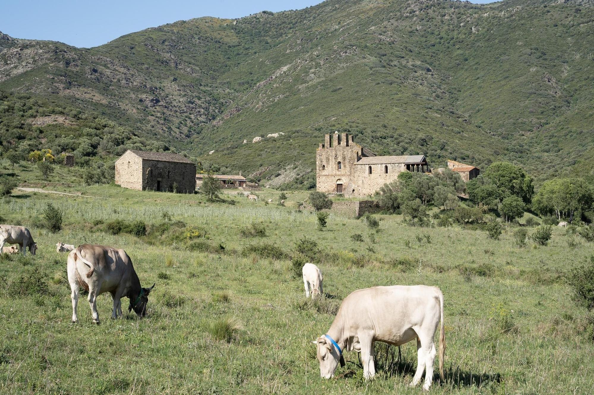 Les vaques pasturen tranquil·les a tocar el monestir de Sant Quirze de Colera, la setmana passada.