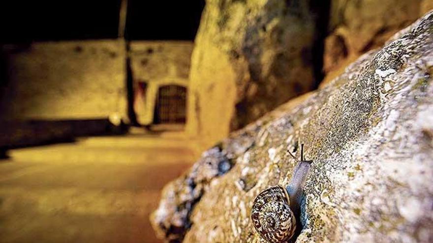 Primer plano de uno de los caracoles procedentes de Mallorca sobre la muralla de Tarragona.