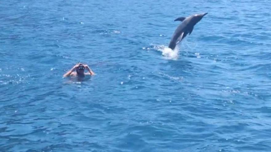 El increíble momento en el que unos delfines juegan con unos bañistas en Canarias