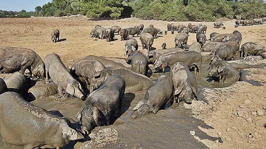 Una numerosa piara de cerdas de crÃ­a revolcÃ¡ndose en el barro en la finca Rancho Grande.