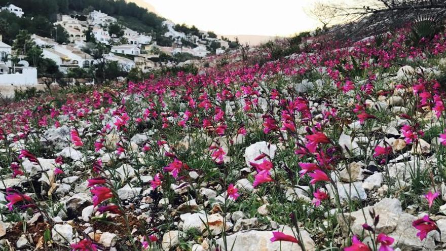 Espectacular floración a los seis meses del incendio de Xàbia