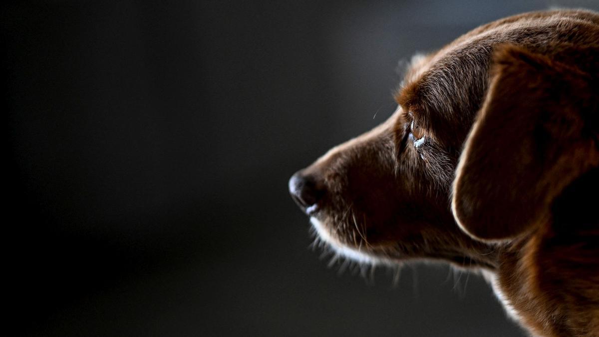 Bobi de 30 años, el perro más viejo del mundo según el Guinness World Records en Conqueiros, Portugal.