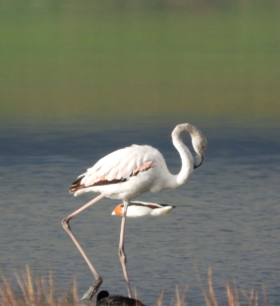 Aves en la Laguna de Gallocanta