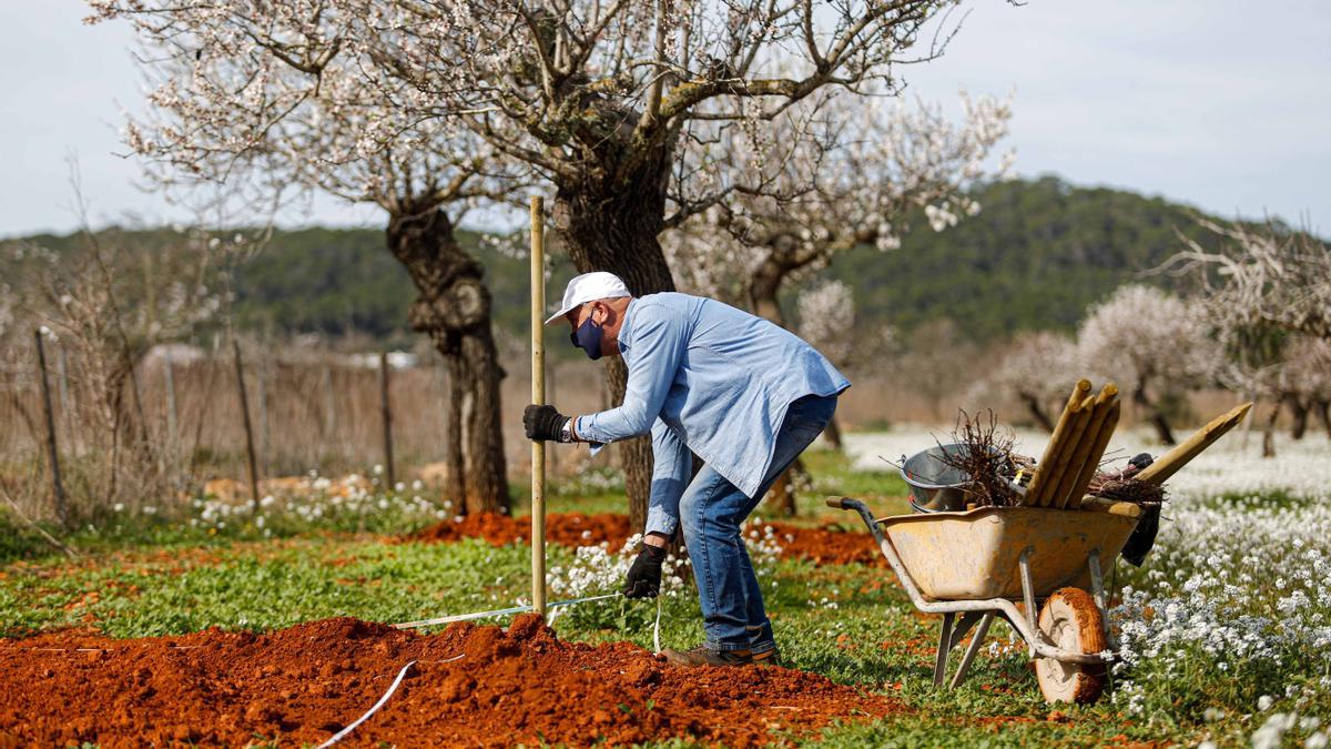 Plantació d&#039;ametllers al pla de Corona.