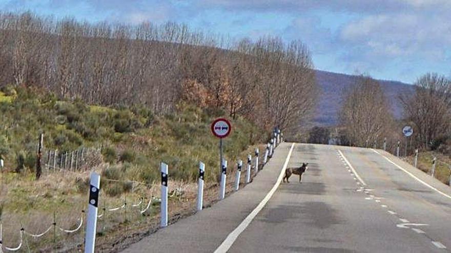 El lobo se pasea por la carretera Nacional 525